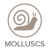Molluscs